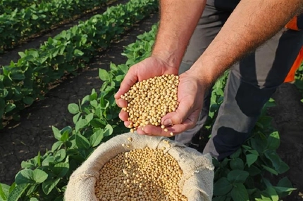 COCERAL urges EUDR delays as soybean producers struggle to cover costs