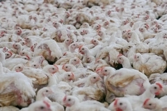 COP30: FARMS Initiative launches protein shift standards for plant-forward financing