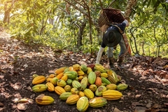 Nestlé unveils global cocoa diversity map to strengthen supply stability amid climate shocks