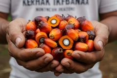 Indonesian Palm Oil Association strengthens US and European partnerships to boost sustainable practices